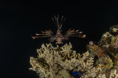 Lionfish in the Red Sea colorful fish, Eilat Israelの写真素材