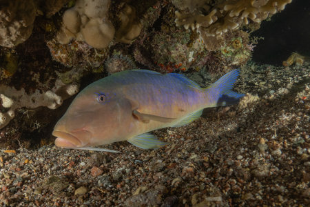 Coral Grouper on the coral reef of the Red Seaの写真素材