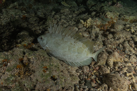 Fish swim in the Red Sea, colorful fish, Eilat, Israel