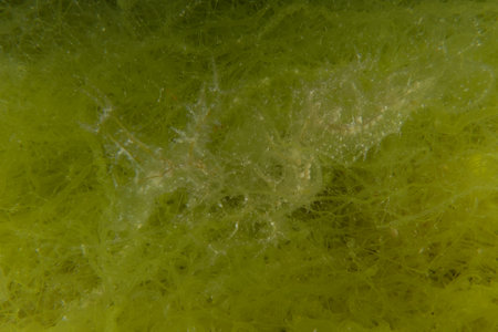 Green underwater scene with algaeの写真素材