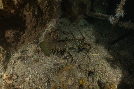 Lobster on the seabed in the Red Sea, Egyptの写真素材