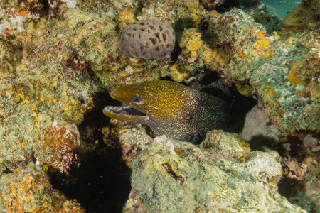 Moray eel Mooray lycodontis undulatus in the Red Sea, Eilat, Israel