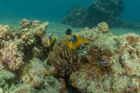 Clown anemonefish (Amphiprion bicinctus) on a coral reefの写真素材