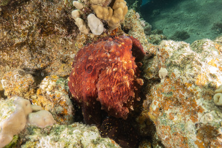 Octopus on the coral reef in the Red Sea, Eilat, Israelの写真素材
