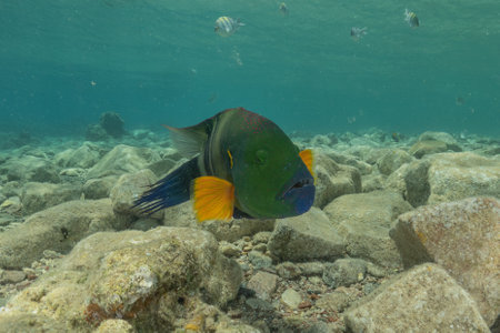 Fish swim in the Red Sea, colorful fish, Eilat, Israelの写真素材