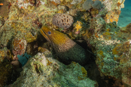 Moray eel Mooray lycodontis undulatus in the Red Sea, Eilat, Israel