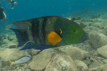 Fish swim in the Red Sea, colorful fish, Eilat, Israelの写真素材
