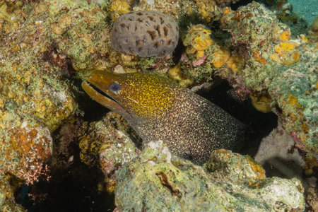 Moray eel Mooray lycodontis undulatus in the Red Sea, Eilat, Israel