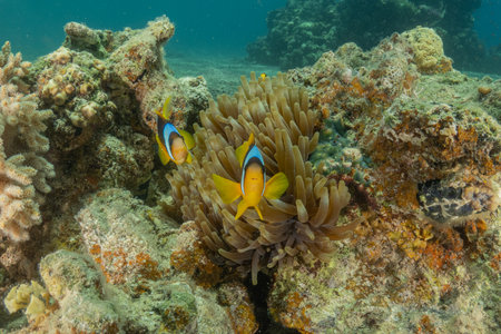 Clown anemonefish (Amphiprion bicinctus) on a tropical coral reefの写真素材