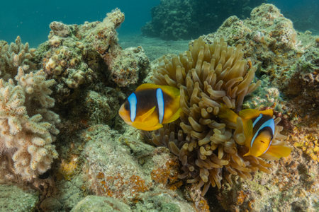 Clown-fish anemonefish in the Red Sea, Colorful and beautiful, Eilat, Israelの写真素材