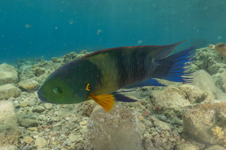 Fish swim in the Red Sea, colorful fish, Eilat, Israelの写真素材