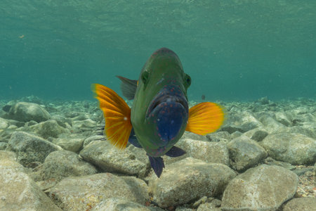 Fish swim in the Red Sea, colorful fish, Eilat, Israel