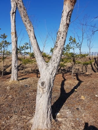 Tree, park