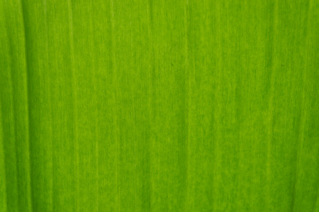 banana leaf