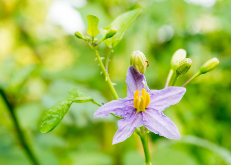 Purple flowers of herbs. (Solanum indicum L.)の写真素材