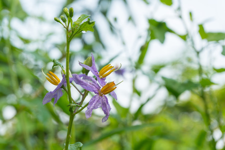 Purple flowers of herbs. (Solanum indicum L.)の写真素材