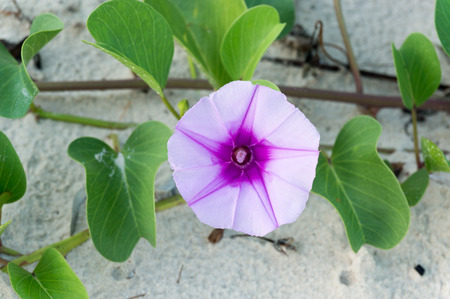 Ipomoea flowers or  Goatの写真素材
