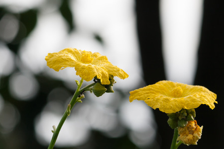 Yellow Flower,  Close up of zucchini flowers  with blur backgroundの写真素材