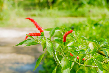 Red hot chili peppers on the tree in nature.の写真素材