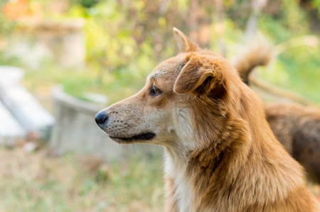 Close up thai dogの写真素材