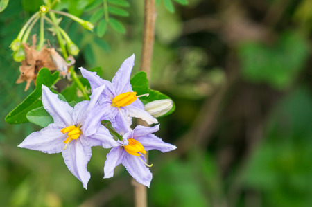 Purple wildflowers. Herb-Solanum trilobatum L..の写真素材
