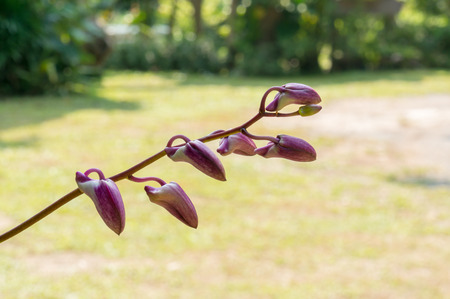 Purple orchid flower, selective focusの写真素材