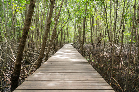 Path in Mangrove forest in Kung Krabaen Bay Chanthaburi Province, Thailand