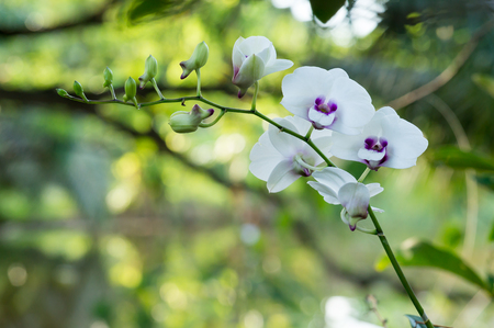 Purple orchid flower, selective focusの写真素材