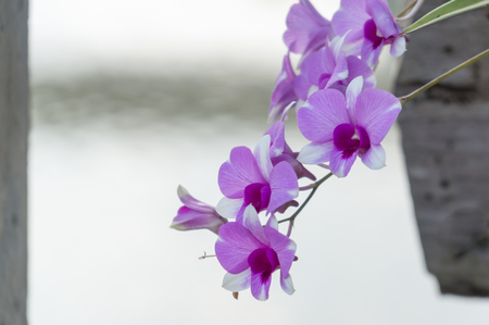 Purple orchid flower, selective focus with blur backgroundの写真素材
