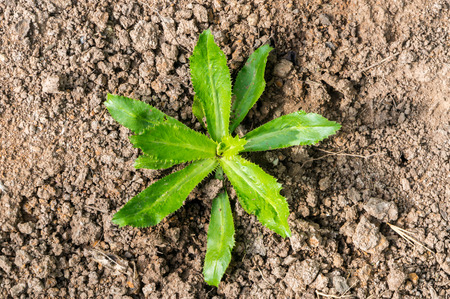 Green fresh culantro in the garden with day lightの写真素材