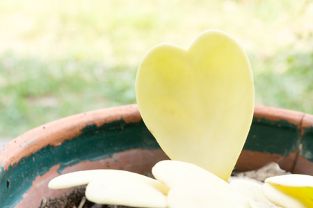Hoya kerrii Craib in pot Heart shaped plant, Sweetheart Hoyaの写真素材