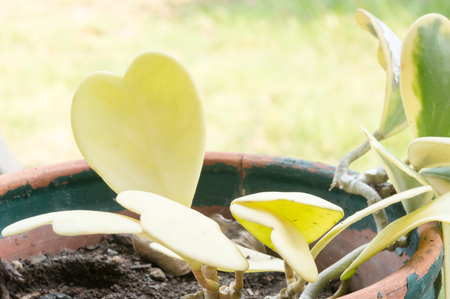 Hoya kerrii Craib in pot Heart shaped plant, Sweetheart Hoyaの写真素材