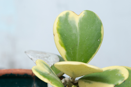 Hoya kerrii Craib in pot Heart shaped plant, Sweetheart Hoyaの写真素材