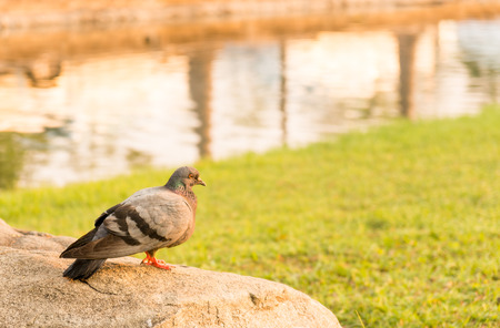 Pigeons perch on rocks at parkの写真素材