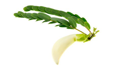 White Agasta ,Thai vegetable isolate on white backgroundの写真素材