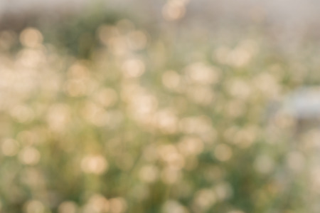 Blur grass flower on sunsetの写真素材