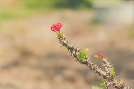 Euphorbia milii flowers and Vintage Style.の写真素材