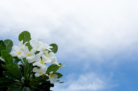 frangipani flower, plumeria flower, white plumeria with blue sky backgroundの写真素材