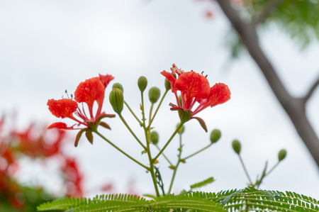 Caesalpinia pulcherrima, common names Peacock Flowerの写真素材