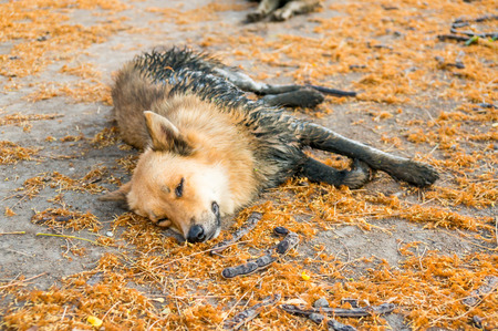 Close up thai dogの写真素材