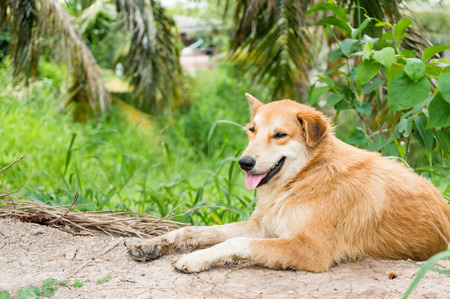 Close up thai dogの写真素材