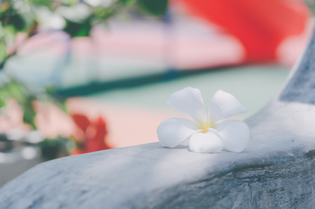 Plumeria on the edge of a wooden chair, pastel colorの写真素材