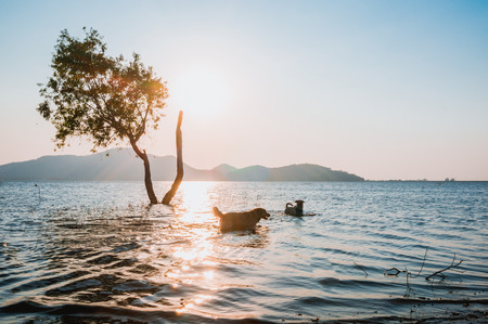 tree in water with blur of dog and mountain background at Bang Phra Reservoir Sriracha,Chonburi, Thailand.の写真素材