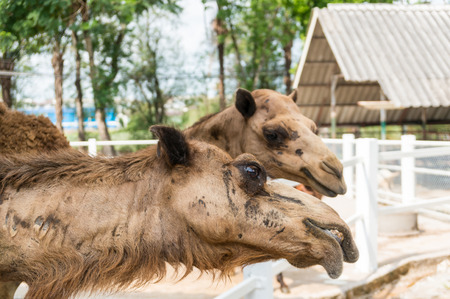 head of camel selective focus at eyeの写真素材