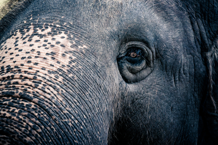 head of elephen selective focus at eye