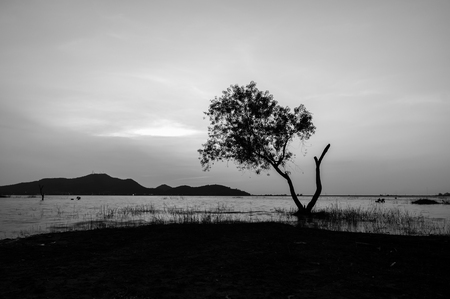 Black and white landscape of tree in water with mountain background at Bang Phra Reservoir Sriracha,Chonburi, Thailand.の写真素材