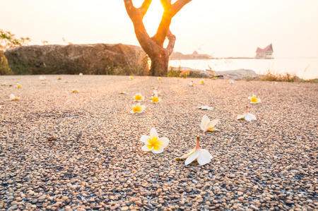 Plumeria flowers on the floor at sunset.の写真素材