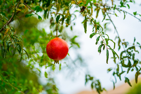 Red Pomegranate on the treeの写真素材