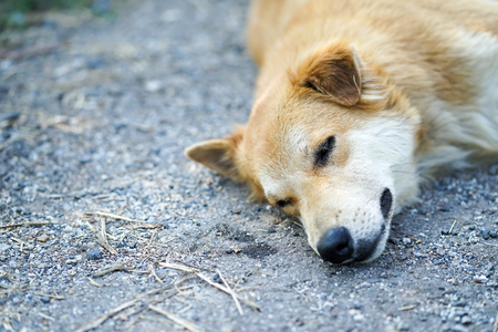 Portrait shot of adorable young Thai brown dog are sleepingの写真素材