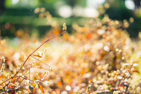soft light tone and soft focus of abstract nature background with grass flower at sunrise